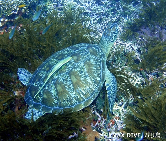 アオウミガメ，バリ島
