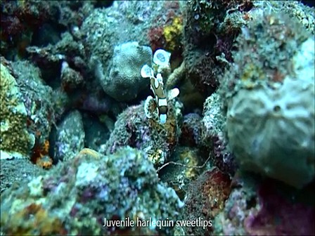 バリ島トランベン，チョウチョウコショウダイの幼魚