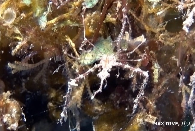 spider crab バリ島トランベン，スラヤ