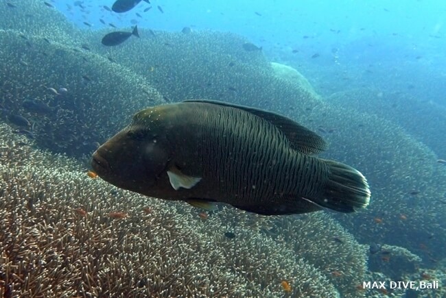 バリ島ヌサペニダ、サンゴ礁の上を泳ぐ大きなナポレオン