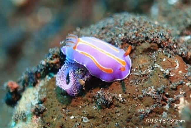 キイッポンウミウシ、Mexichromis trilineata