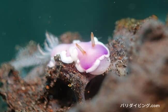 ラベンダーウミウシ、Thorunna halourga