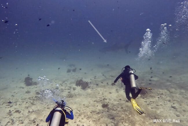 ジンベエザメ、バリ島ムンジャンガン