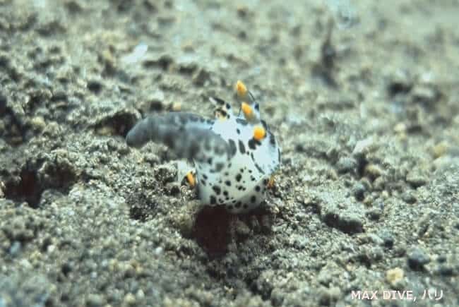 ミズタマウミウシ属の一種,バリ島トランベン