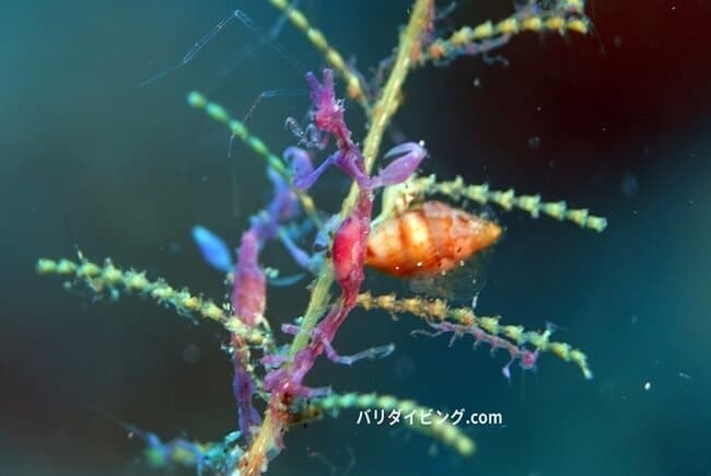 ワレカラ、Caprellidae, skeleton shrimp