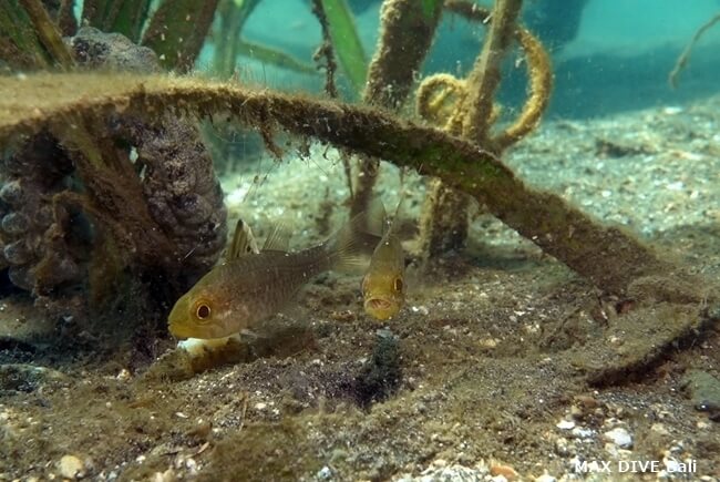 バリ島シークレットベイ、海藻の中に隠れていたミヤコイシモチ