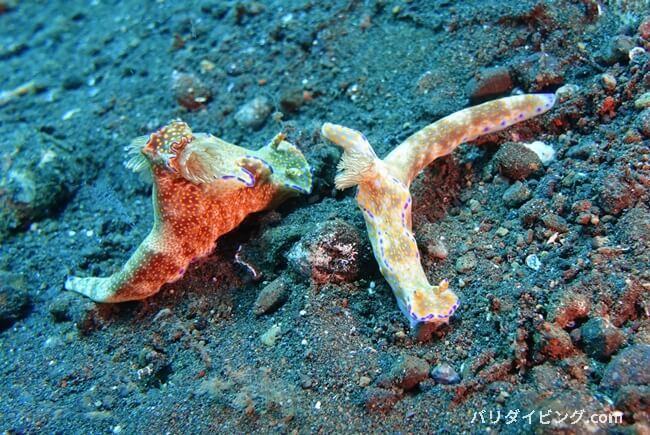 テヌウニシキウミウシ, ceratosoma tenue