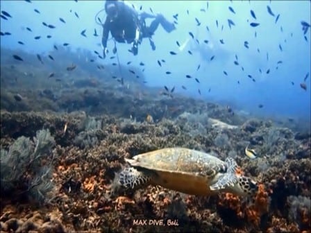 バリ島ヌサペニダ，ウミガメとダイビング