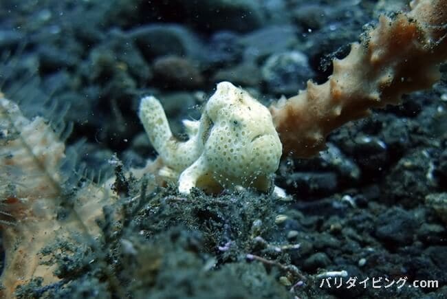 オオモンカエルアンコウの子供,giant frogfish,Antennarius commerson