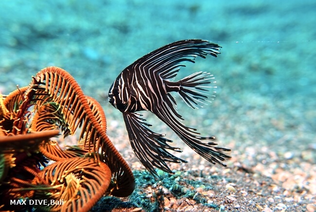 ゼブラバットフィッシュの幼魚,zebra batfish, バリ島シークレットベイ
