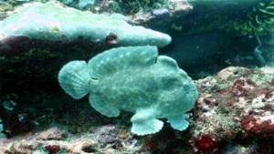 giant-frogfish-padanbai
