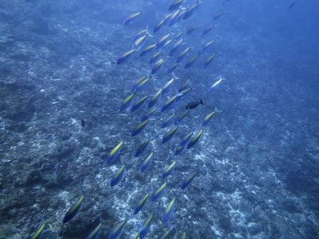 nusa penida, diving, yellow blue snapper