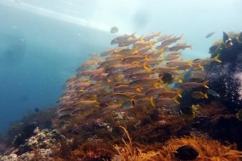 バリ島ダイビング，パダンバイの
アカヒメジの群れ