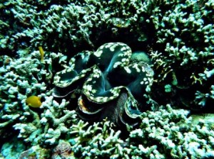 tulamben giant clam