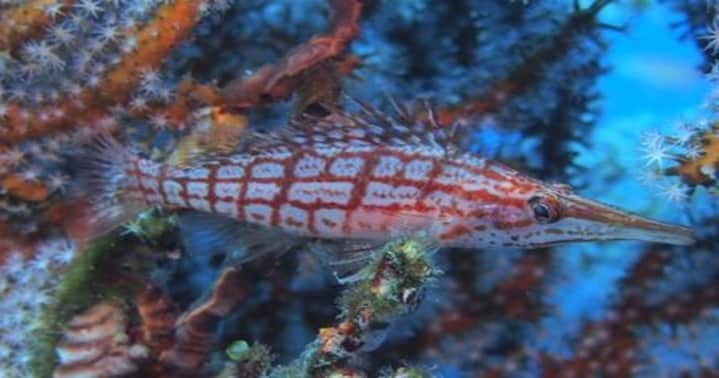 tulamben-longnose hawkfish