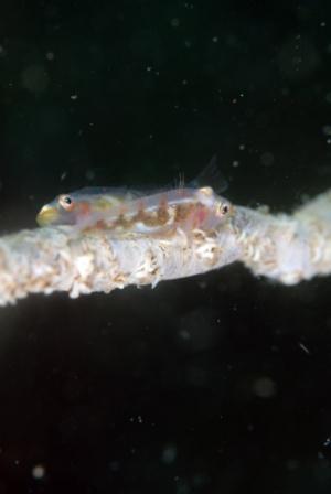 manado whip coral goby