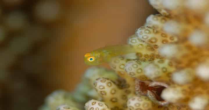 yellow pygmy goby
